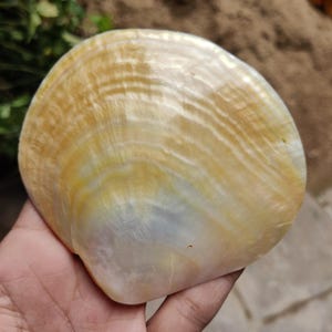 May include: A large, iridescent seashell with a pearlescent sheen. The shell displays a range of colors, including creamy white, golden yellow, and hints of blue. The surface has a textured, layered appearance, with visible growth lines.