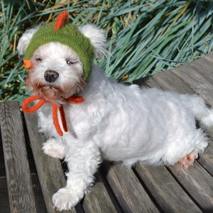 May include: A small white dog wearing a green knitted hat with an orange accent and a matching orange bow. The dog is sitting on a wooden bench in front of green foliage. The hat has a small orange spike.