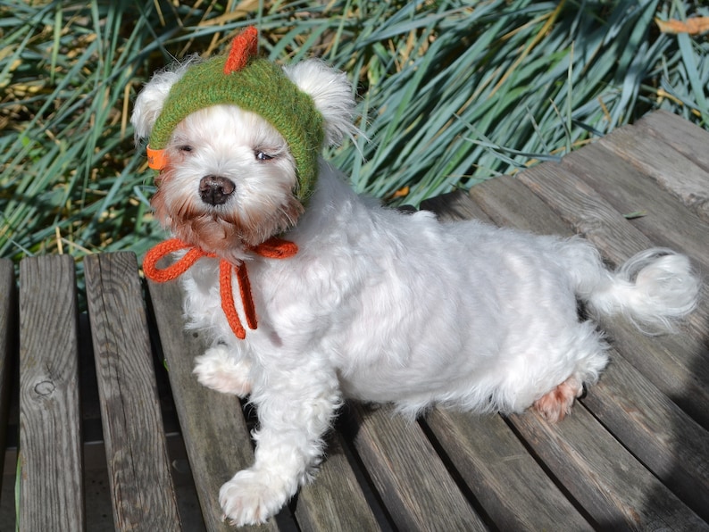 May include: A small white dog wearing a green knitted hat with an orange accent and a matching orange bow. The dog is sitting on a wooden bench in front of green foliage. The hat has a small orange spike.