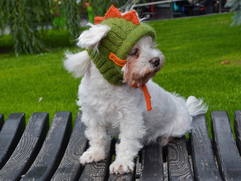 May include: A small white dog wearing a green knitted hat with orange spikes and a matching orange collar. The dog is sitting on a wooden bench in front of a green grassy background. The hat has a small brown tag.