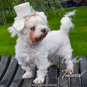 Crochet Pattern PDF: Wedding Top Dog Hat, Size - XS for small dog. Language - English, Deutsch, Français