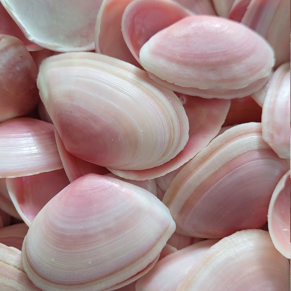 25 Beautiful Pink Rose Petal Tellin Shells