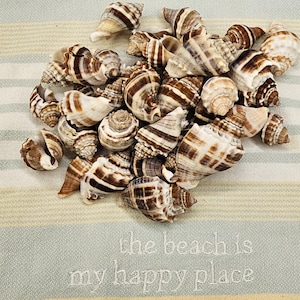 May include: A collection of various seashells with brown and white striped patterns. The shells are scattered on a striped, light blue and beige surface. The text "the beach is my happy place" is visible.