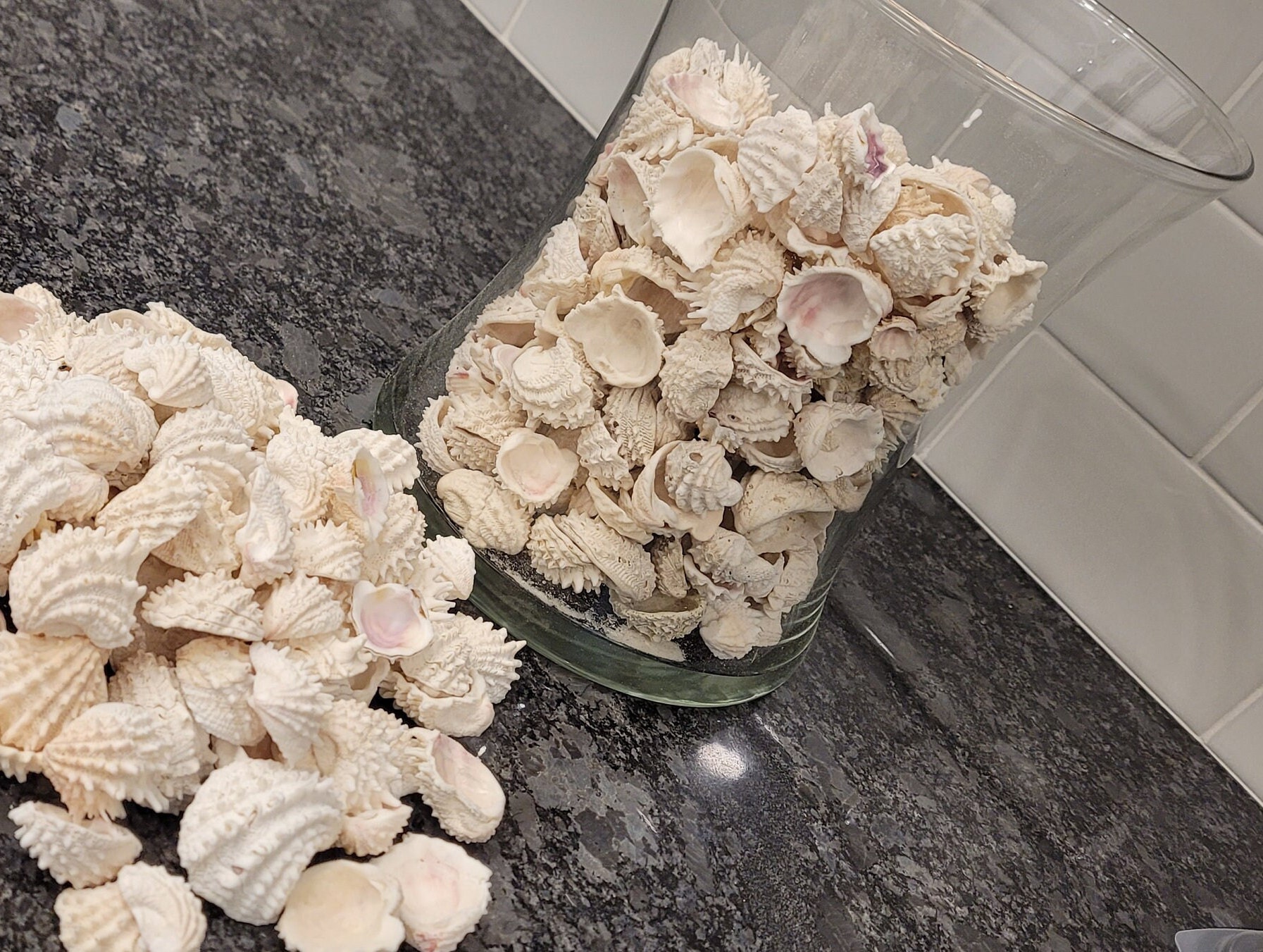 25 Florida Spiny Jewel Box Shell Etsy