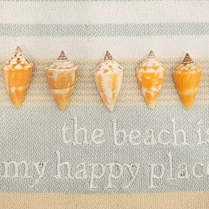 10 Florida Cone Shells