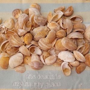 May include: A pile of light brown seashells on a blue and yellow striped fabric. The fabric has the text "the beach is my happy place" embroidered on it.