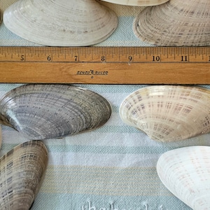 May include: An assortment of seashells in various shades of white, beige, and gray, some with visible ridges. A wooden ruler, marked in inches, is placed near the shells. The text "the beach is my happy place" is embroidered on the fabric.