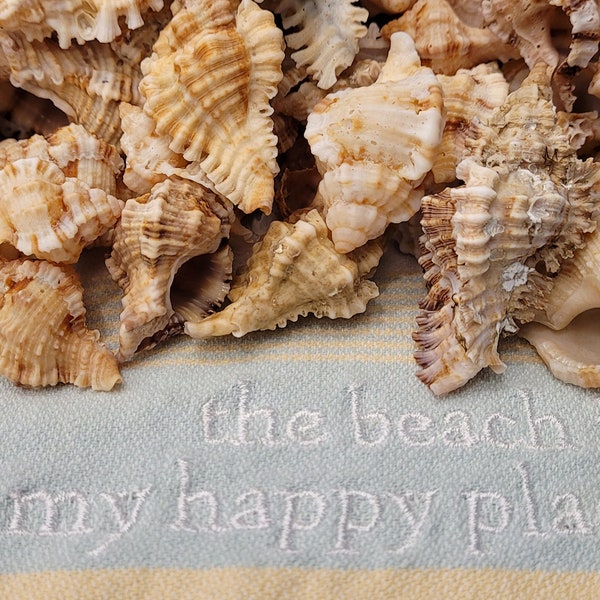 Murex Shell - Etsy