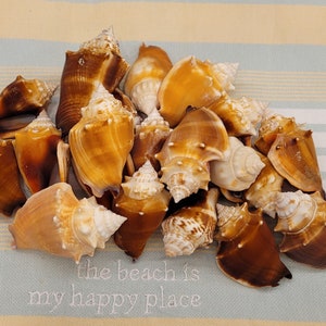 8 Florida Fighting Conch
