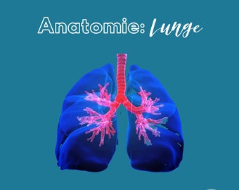 Hoja de aprendizaje de anatomía de los pulmones - ayuda de aprendizaje DIN A4 PDF - digital o impresa - hoja de aprendizaje de medicina de enfermería - ayuda de aprendizaje para exámenes