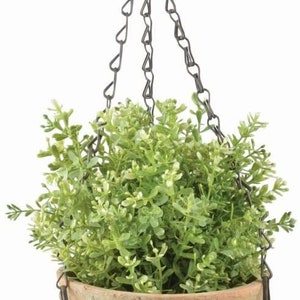 May include: A hanging planter with a terracotta pot and a green leafy plant. The planter has a metal chain and a hook for hanging.