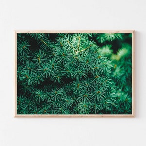 Forest Print, Pine Tree Wall Art, Pine Tree Printable, Forest Wall Decor, Forest Photography, Green Printable Art, Mountain Forest Prints
