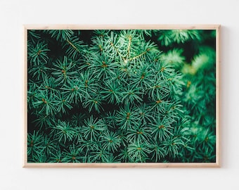 Green Pine Tree Forest Photography Print (Digital Download)