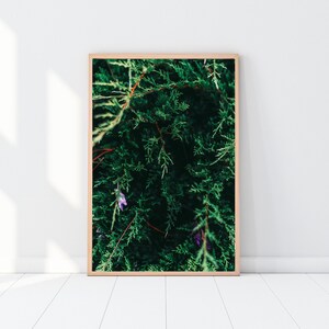 Forest Print, Pine Tree Wall Art, Pine Tree Printable, Forest Wall Decor, Forest Photography, Green Printable Art, Mountain Forest Prints