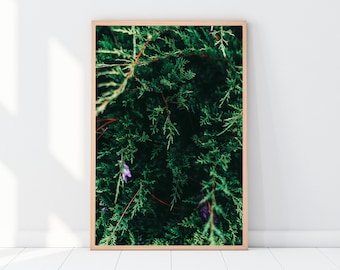 Pine Tree Forest Photography Print, Green Wall Decor (Digital Download)