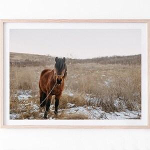 Horse Print, Horse Wall Art, Animal Prints, Printable Wall Art Horse, Large Wall Art Prints Photography, Horse Poster, Rustic decor