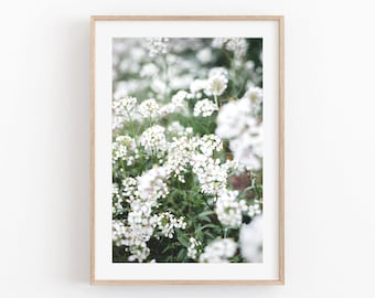 Fotografia de flores de alisso branco, impressão para decoração minimalista de casa (download digital)