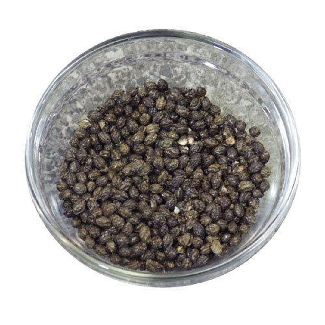 Papaya Seeds in Dried Dry Papaya Seeds Edible Seeds Etsy