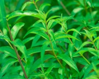 Lemon Verbena aloysia Triphylla 1 Plants Ship in 3 Pot - Etsy
