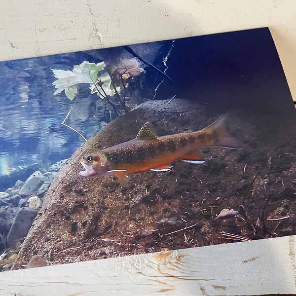 Yosemite Brook Trout Greeting Cards, Underwater California Nature Photography