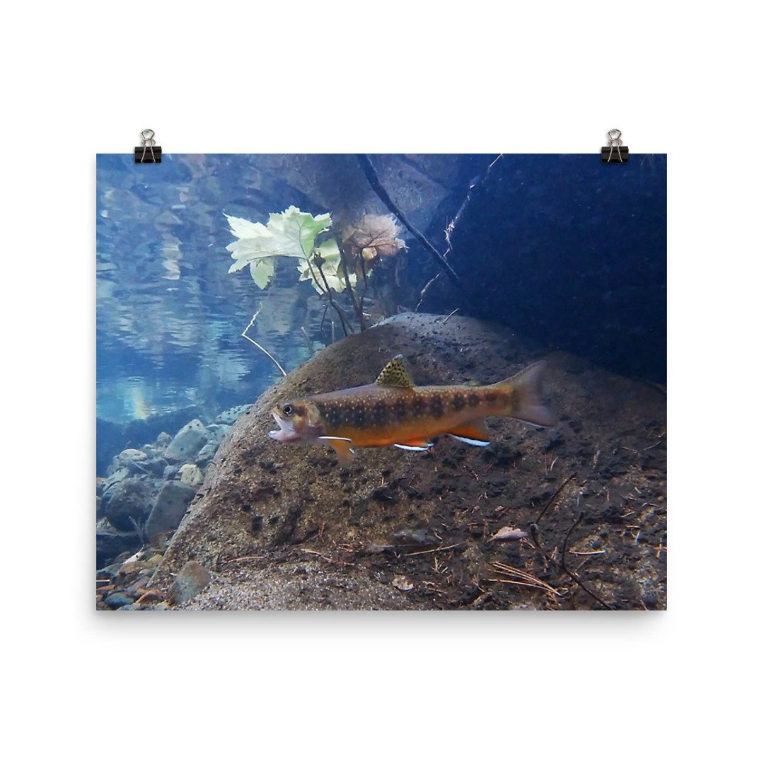 Brook Trout Wall Art Unframed Print of Yosemite Trout Etsy