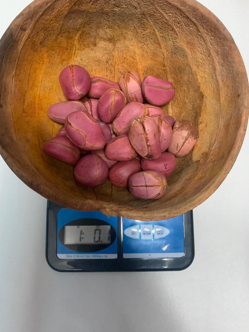 Obi Kola Nuts obi Abata Etsy