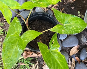 Emerald green Syngonium 4 plant - schott