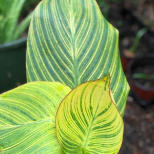 Canna Pretoria rhizomes