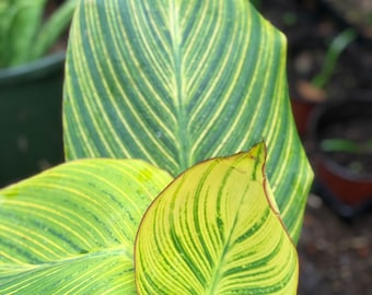 Canna Pretoria rhizomes