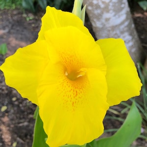 Canna yellow rhizomes