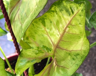 Syngonium Bob allusion live plant