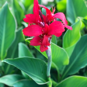 Canna red rhizomes