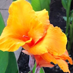 Canna orange Bengal rhizomes