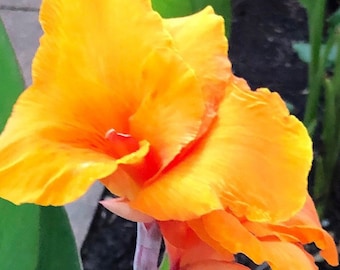 Canna orange Bengal rhizomes