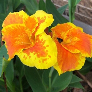 Canna yellow king humbert rhizomes