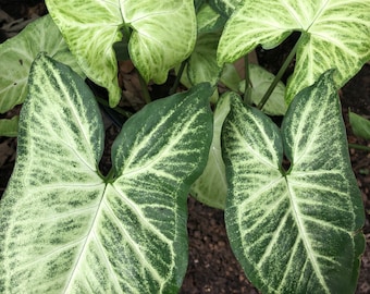 white butterfly Syngonium live plant