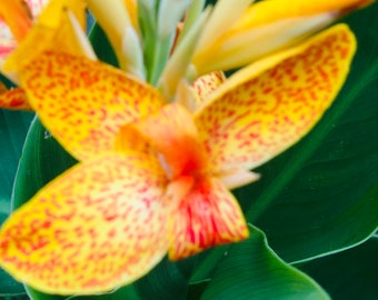 Picasso canna lily