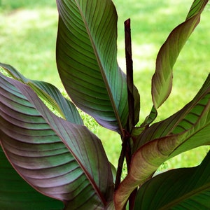 Musaefolia/Musifolia canna rhizomes
