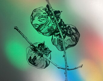 Persimmons Art Print