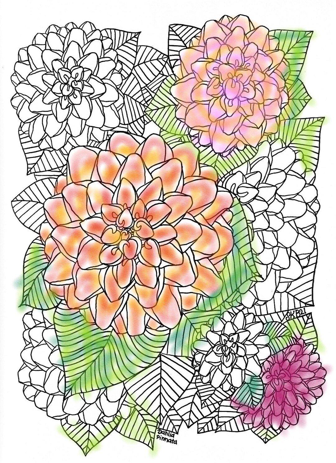 Printable Dahlia Pinnata Coloring Sheet Digital Download Hand Drawn Pen ...