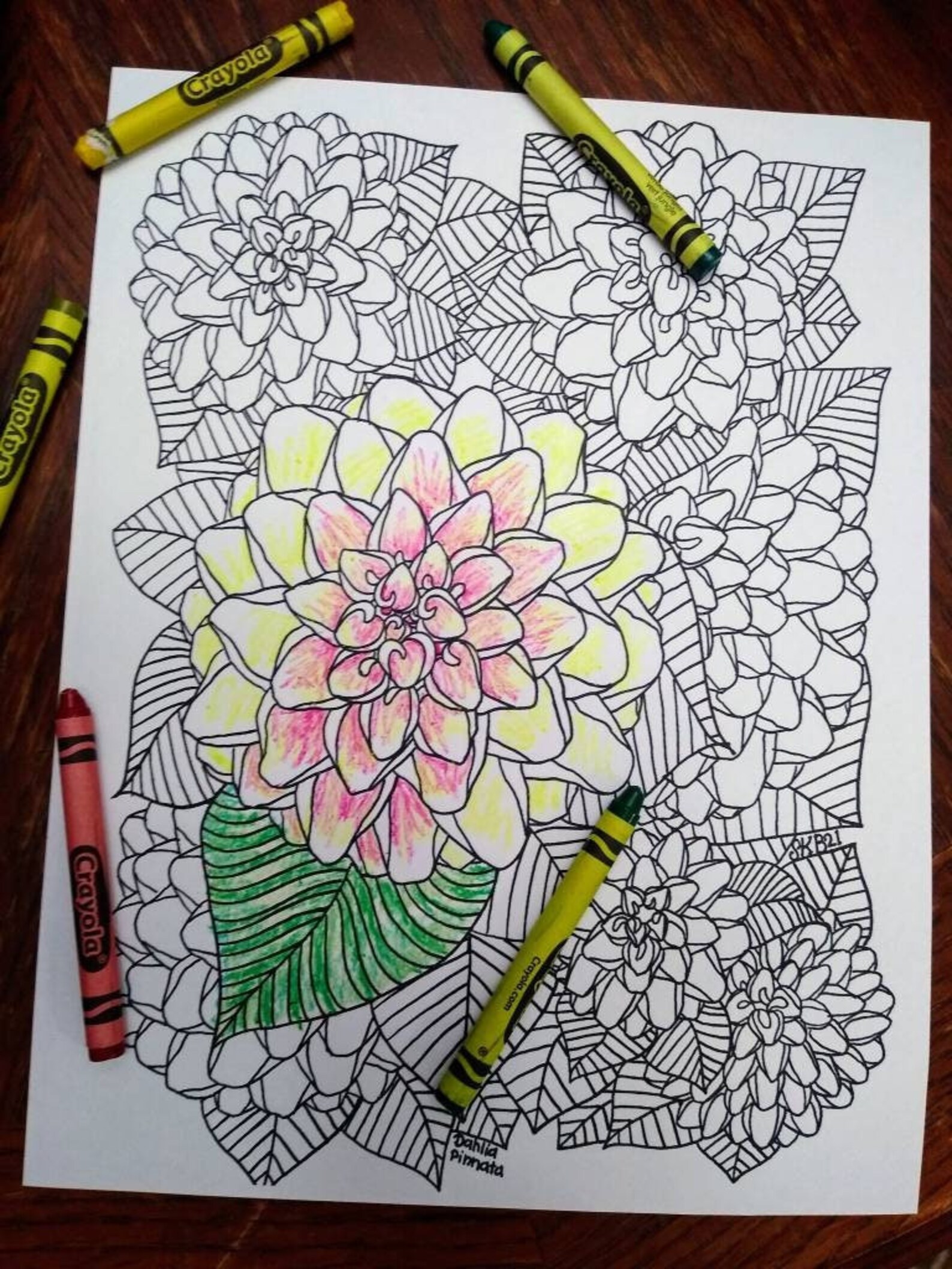 Printable Dahlia Pinnata Coloring Sheet Digital Download Hand Drawn Pen ...