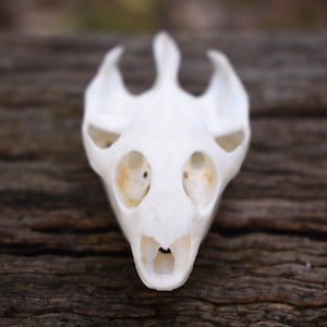 Turtle Skull
