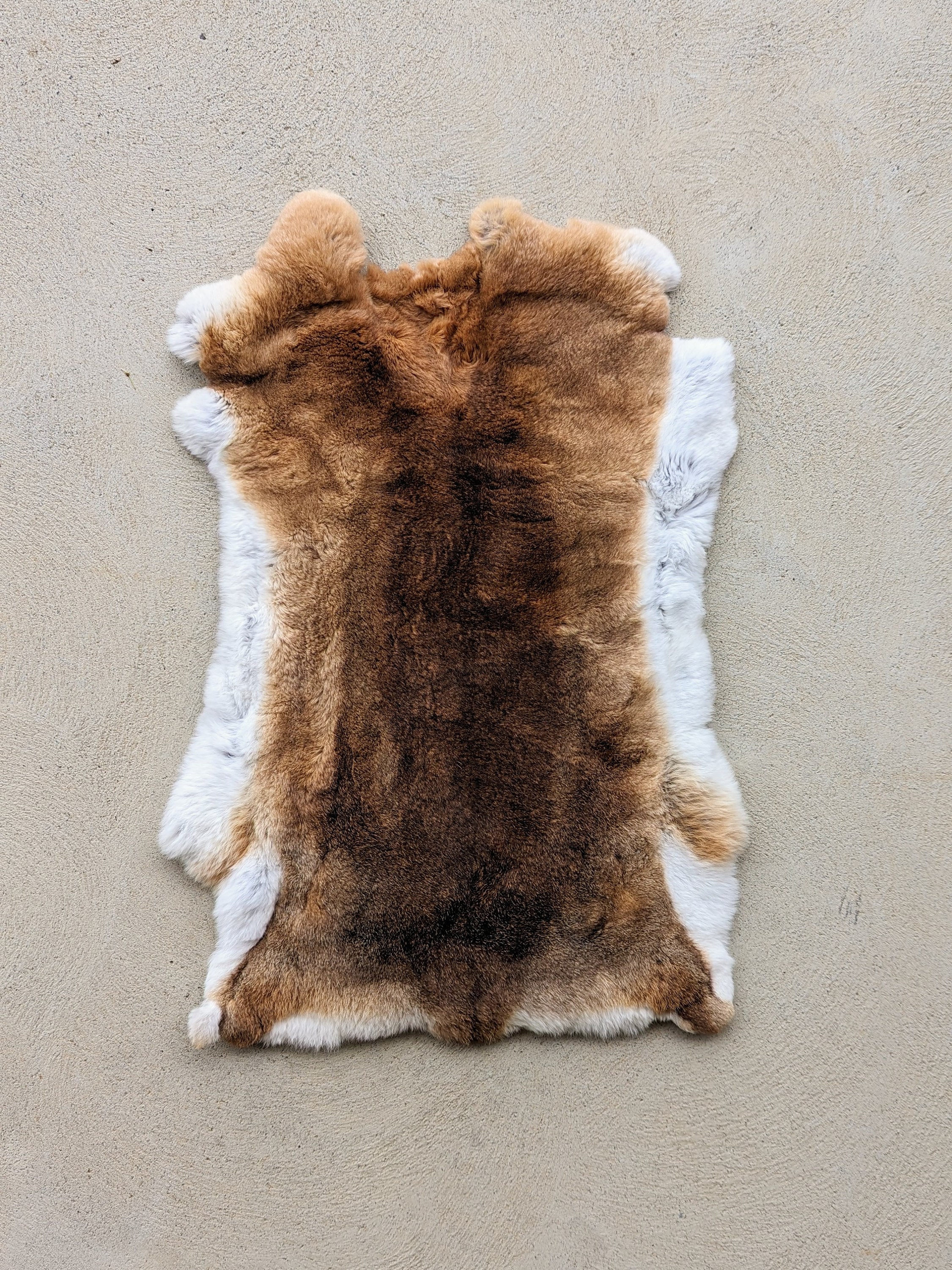 Rex Rabbit Pelt - Etsy