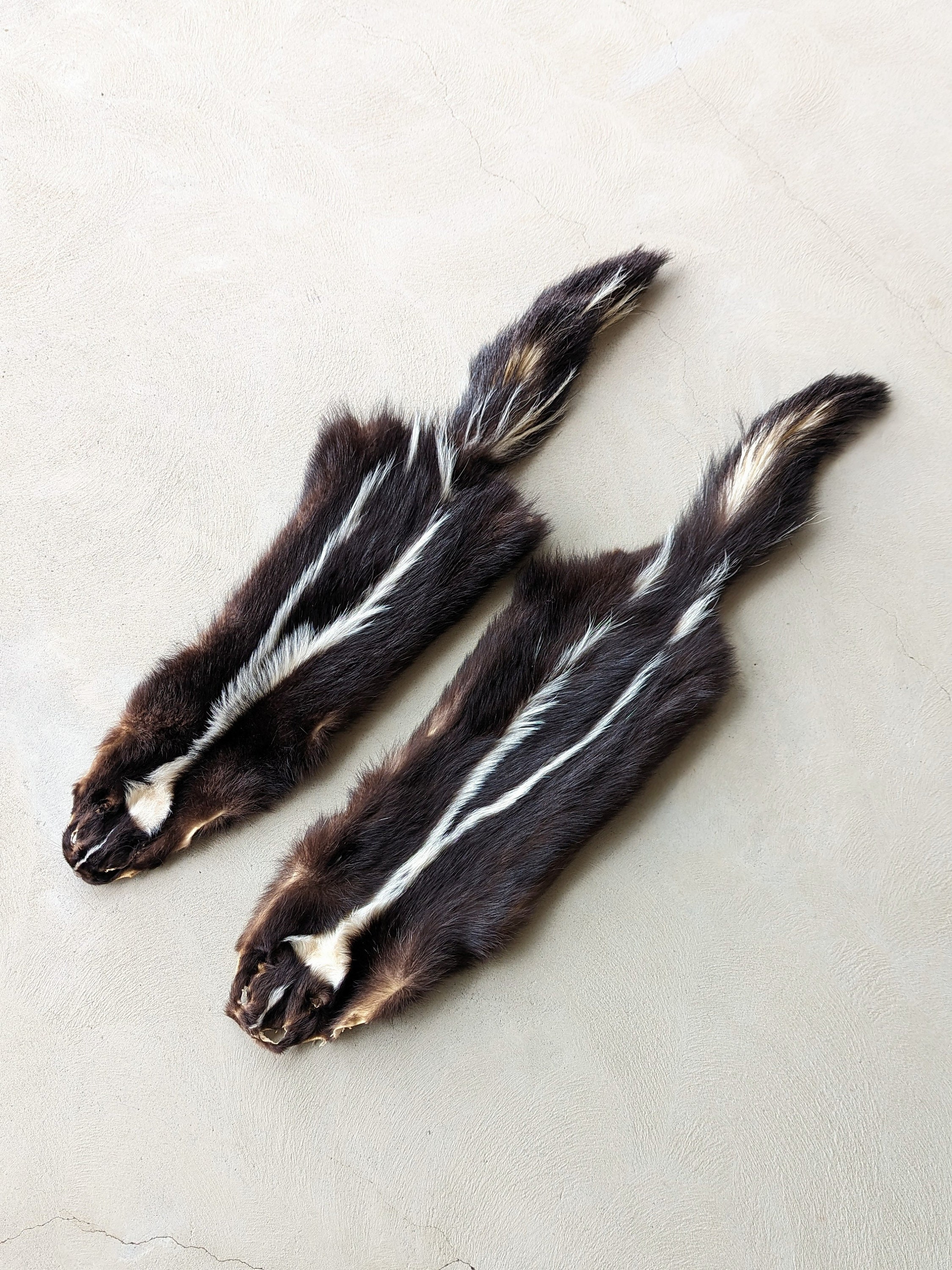 シマスカンクの毛皮　１点もの スカンクの毛皮 - Etsy 日本
