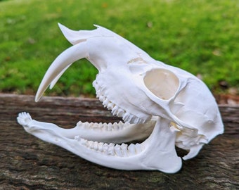 Chinese Water Deer Skull