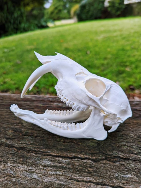 Chinese Water Deer Skull - Etsy
