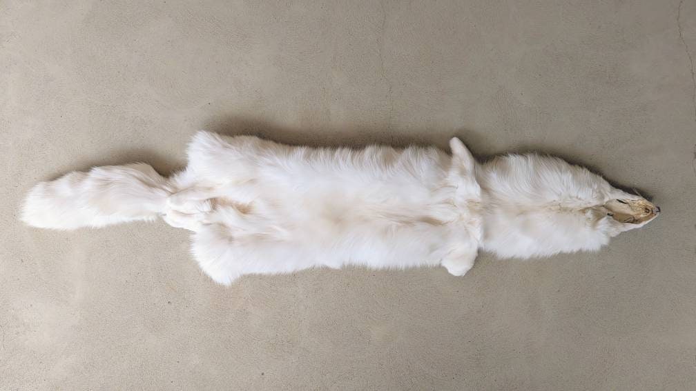 白いホッキョクギツネの毛皮 - Etsy 日本