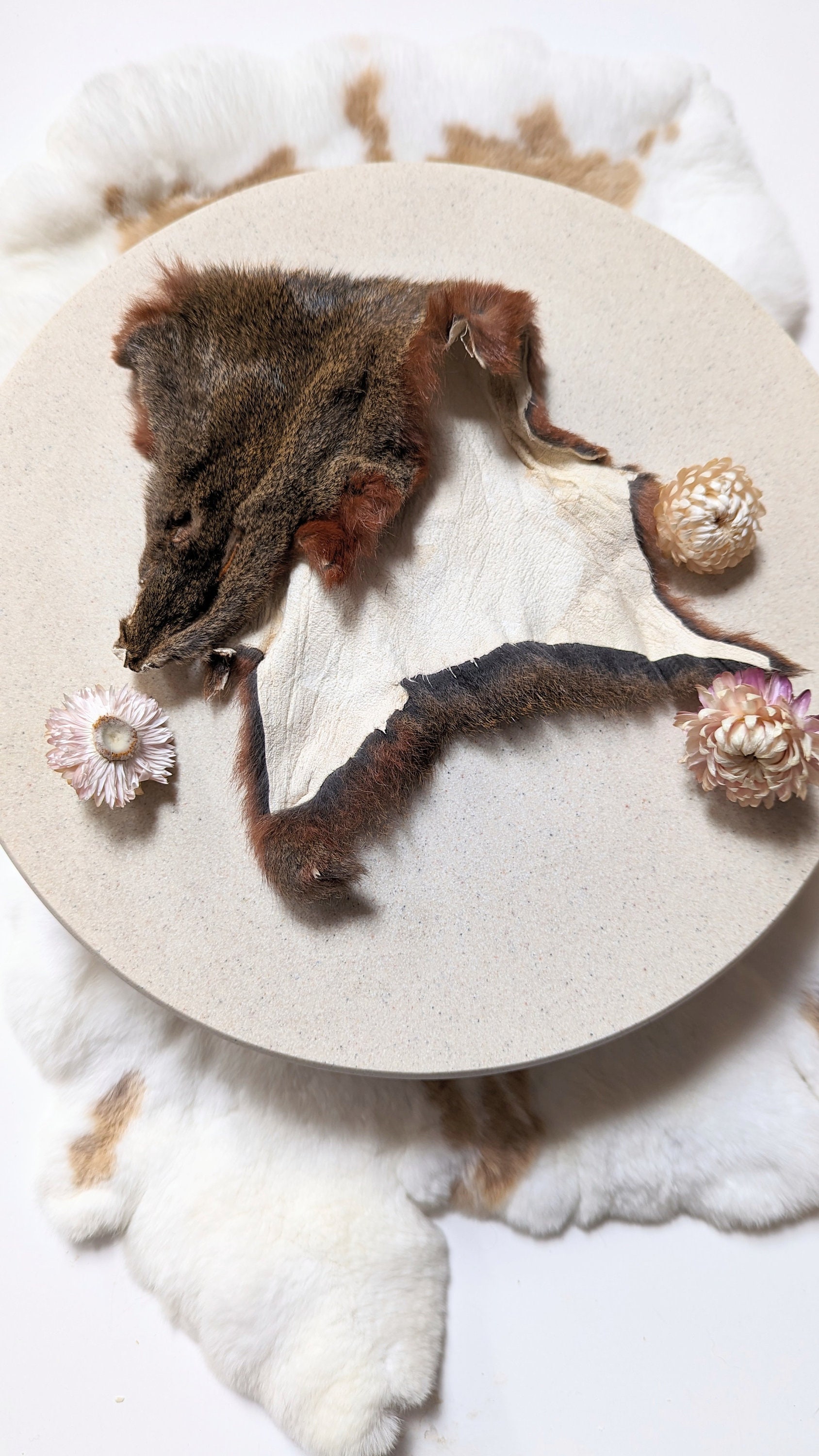 リスの毛皮 - Etsy 日本