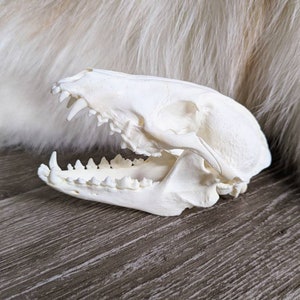 Tanuki Skull