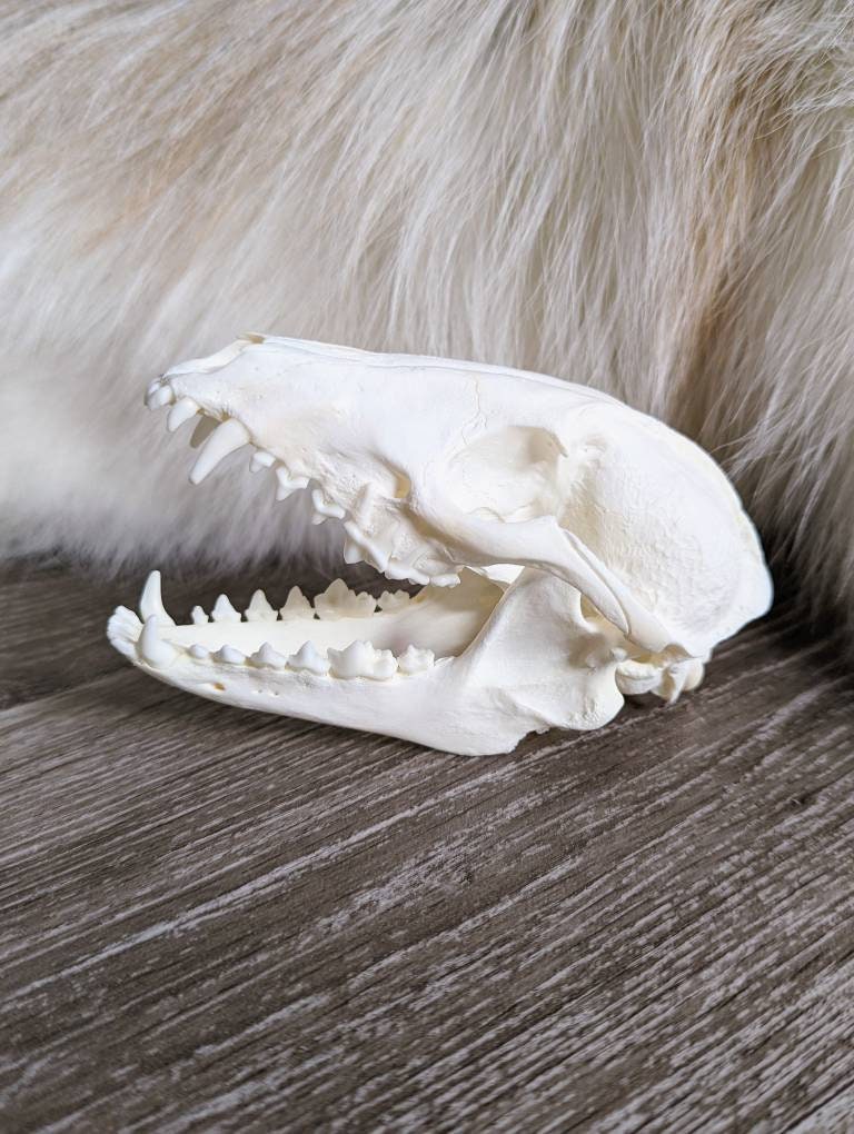 動物の頭蓋骨標本　タヌキ il_fullxfull.4165775555_qgt8.jpg